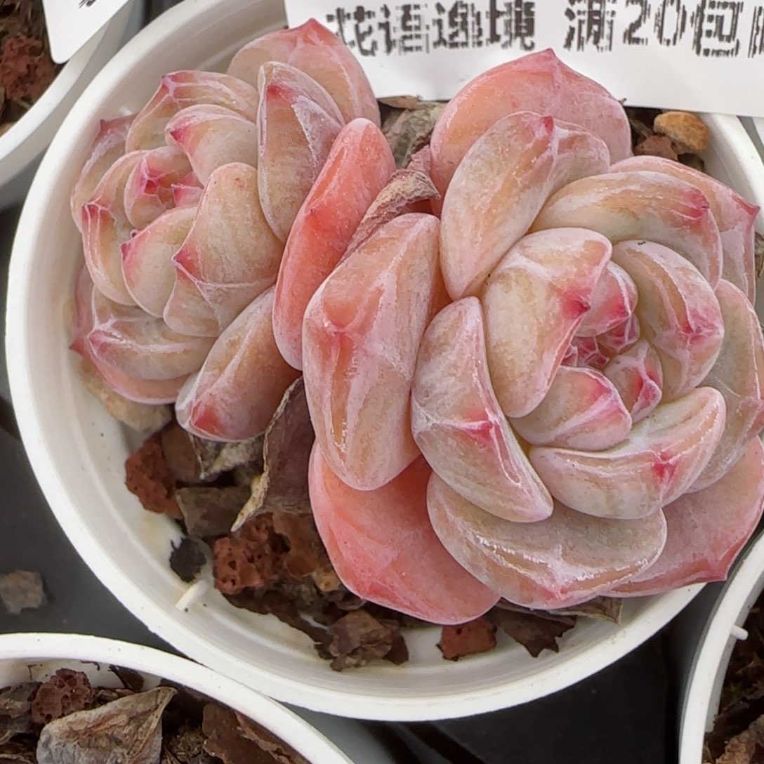 花语逸镜0207-520