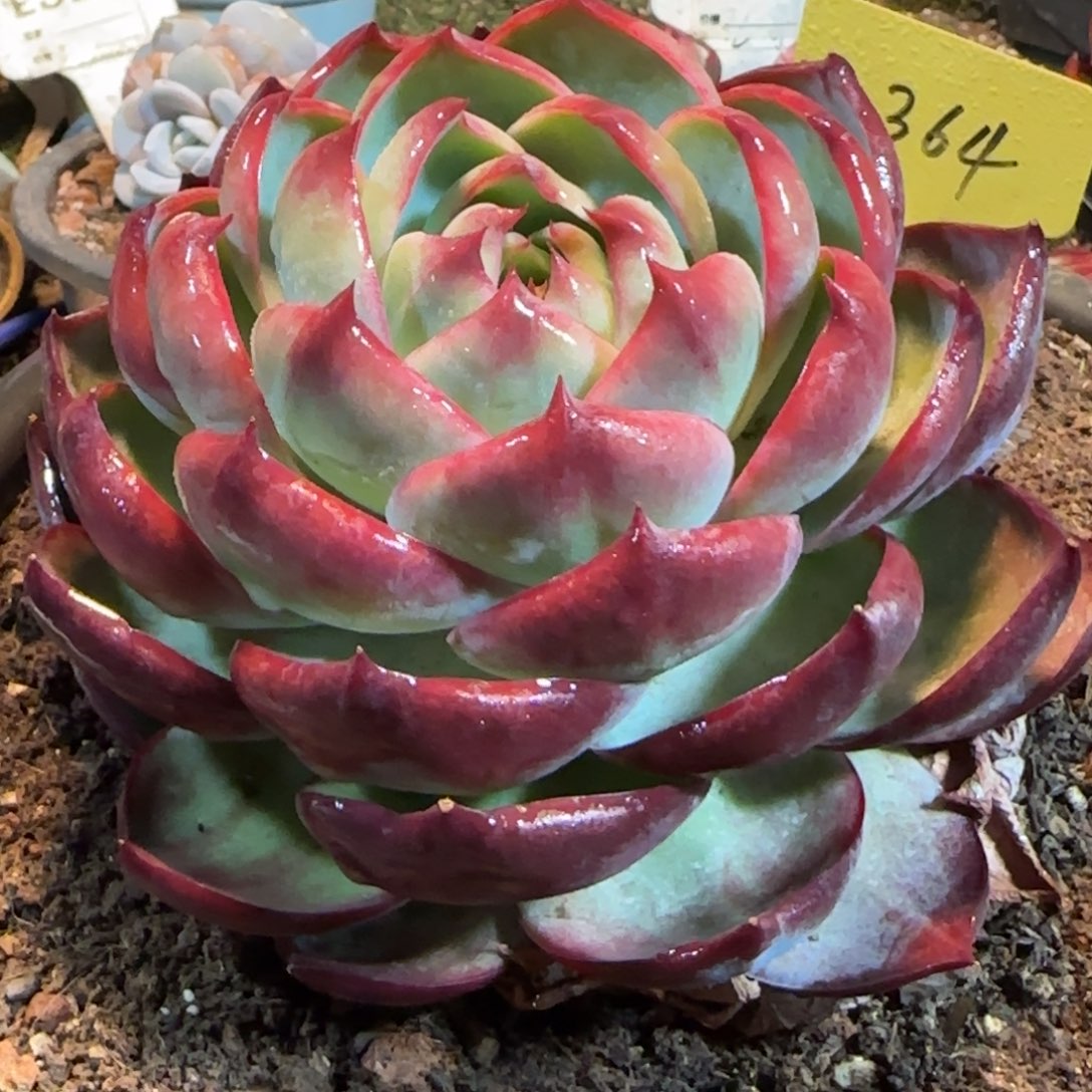 惊鸿一物一拍包装收缩花旱冰鞋364