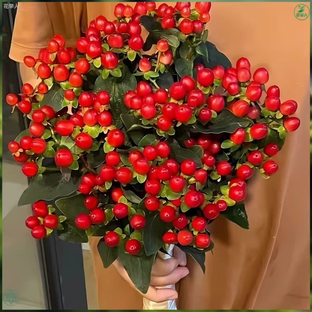 【相思豆】鲜切花超长花期可水培红豆火龙珠水培云南基地直发