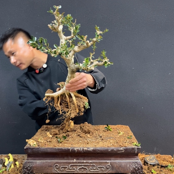 T***n无花朵黄杨等地的一些地方