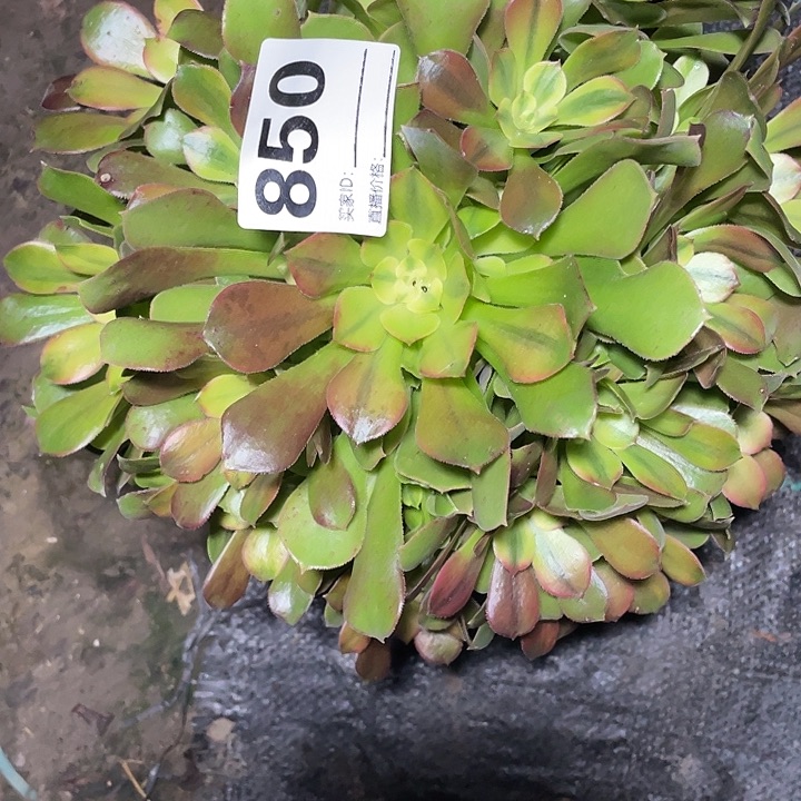 850绍修七彩法师3-10