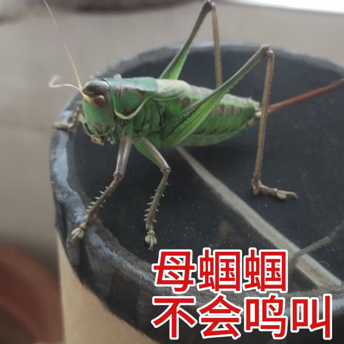 狼牙山母果果不会鸣叫的（顺丰包邮  偏远地区不包邮）
