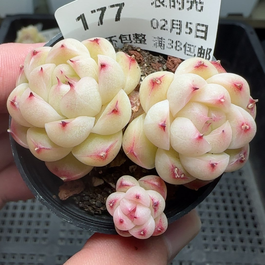 0205-177包子麦秆