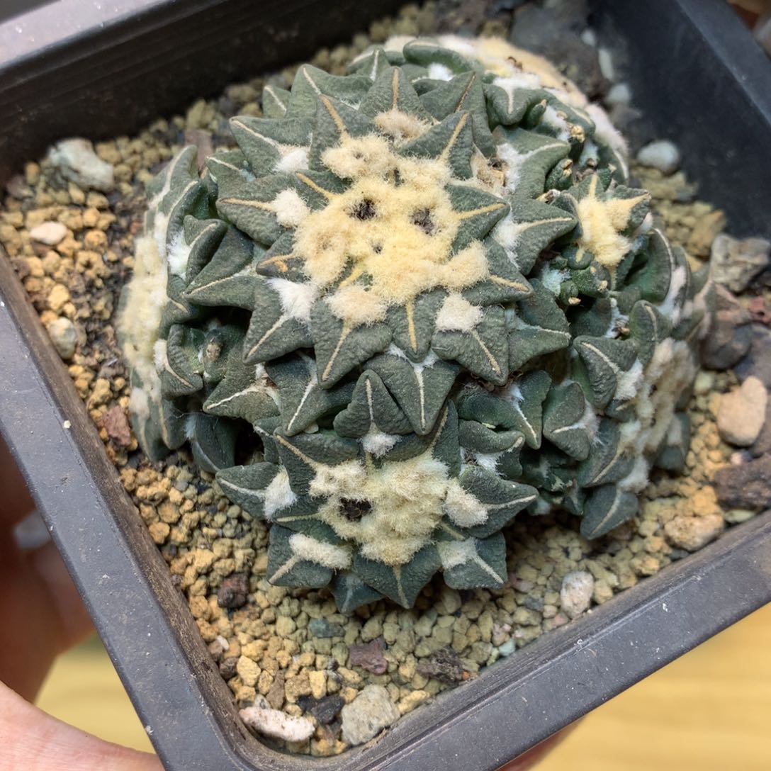      11号 自根 黑牡丹群生6.8公分