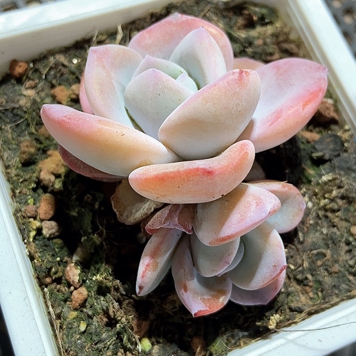 多肉植物奶茶799