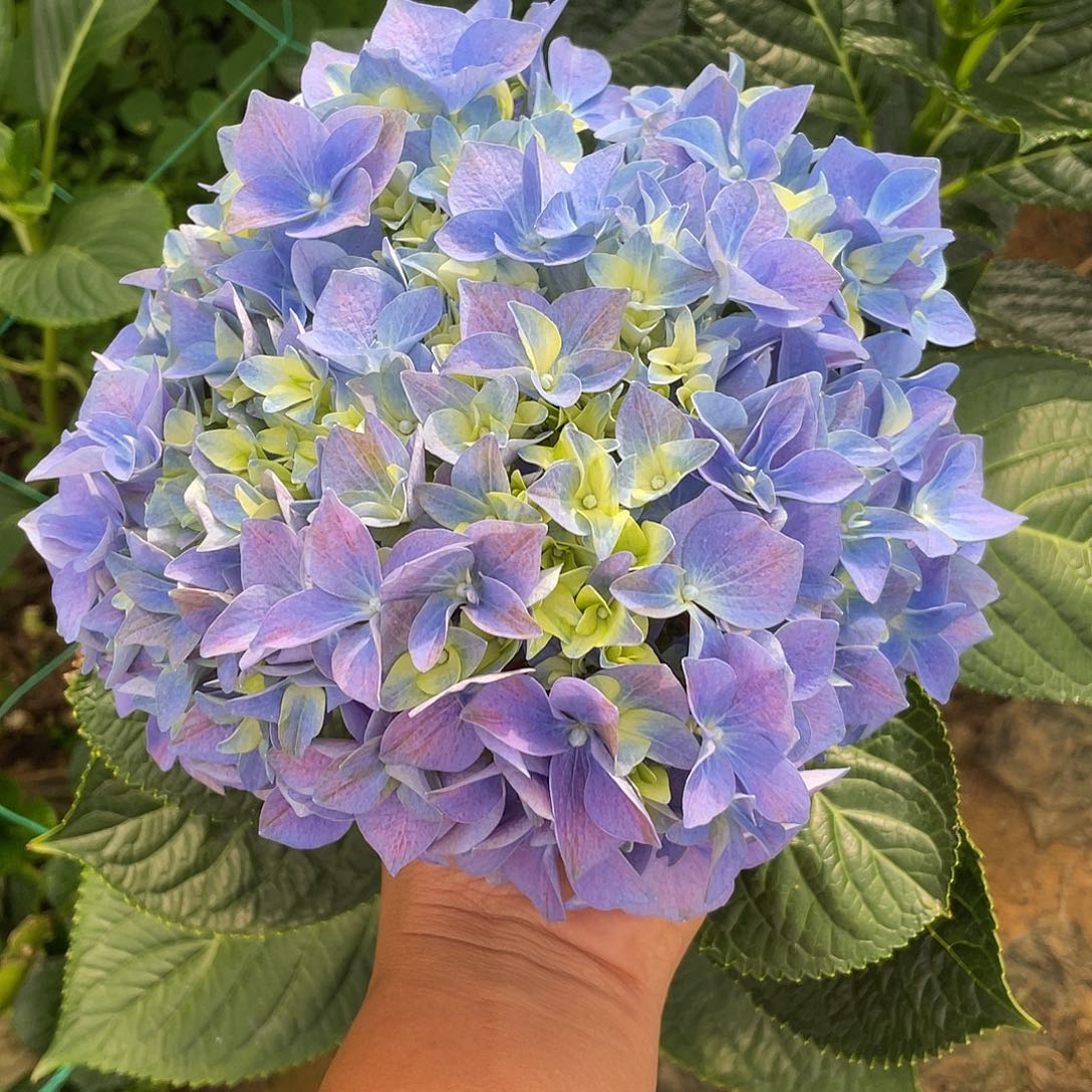 绣球切花一物一拍3枝起包邮，96
