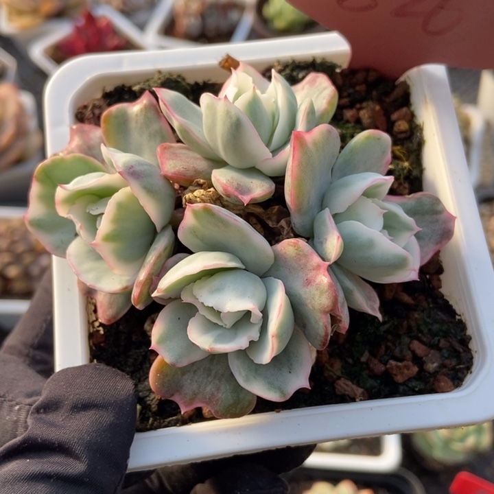 826伯克利锦多肉植物保护