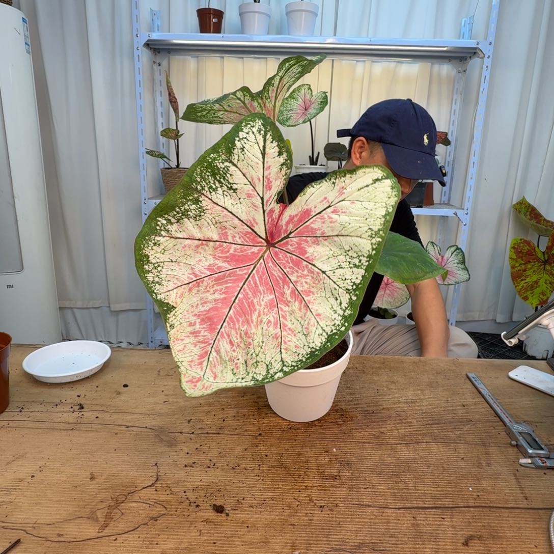 无花朵莫妮卡   未养定1094