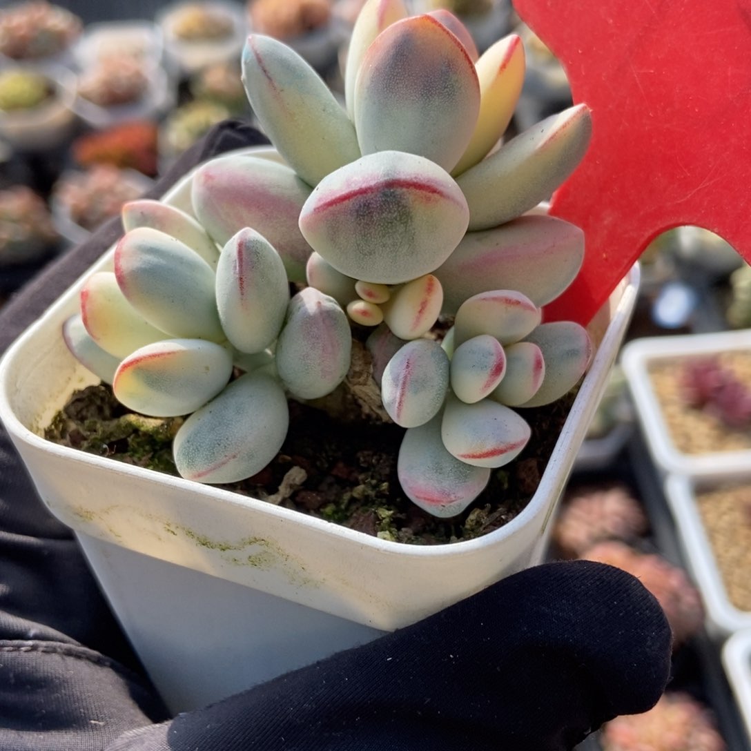 1738福娘锦多肉植物保护