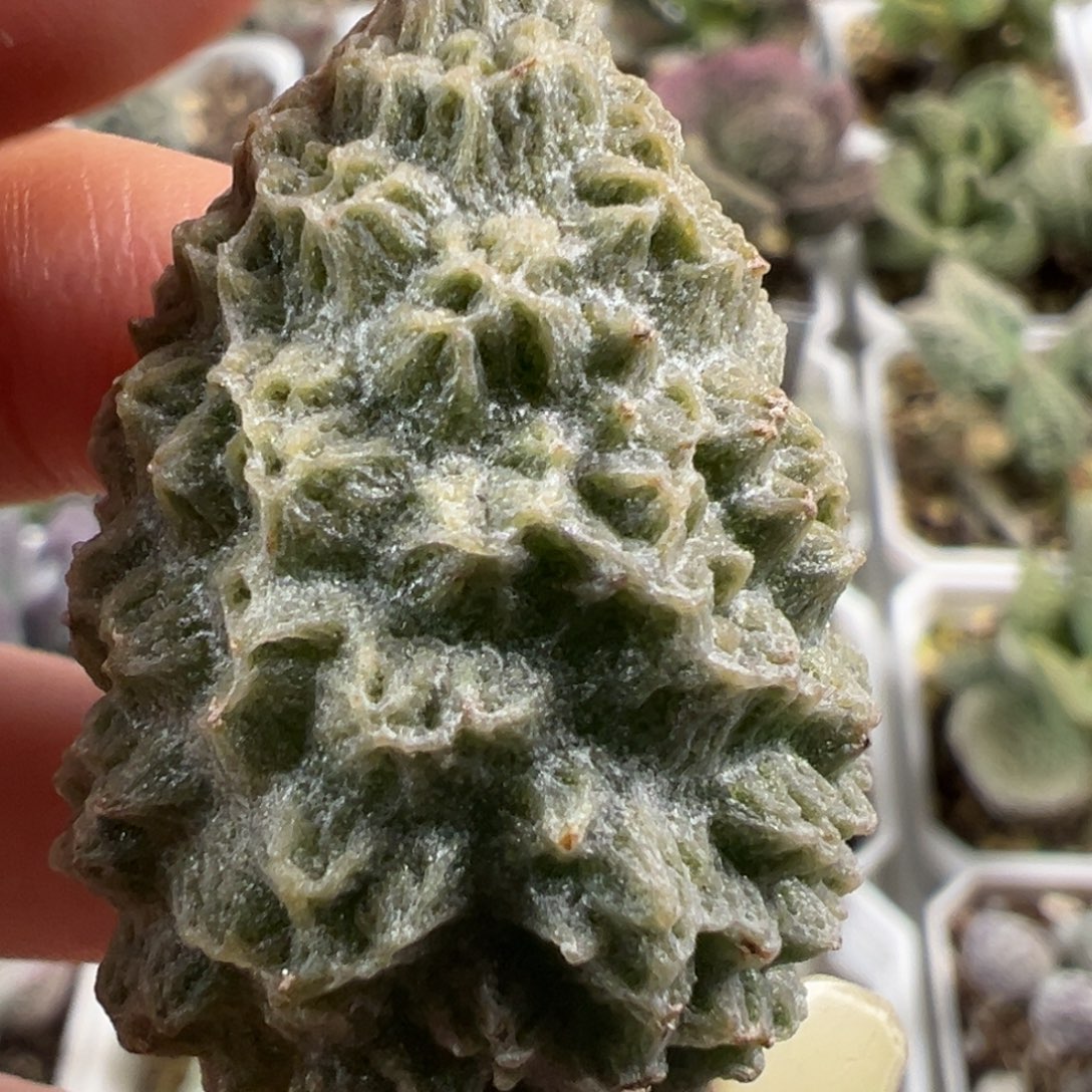 大叶尤点实生新品