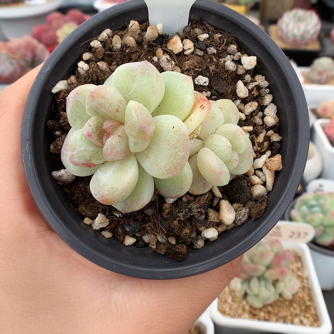 364双头冰玉石化多肉植物