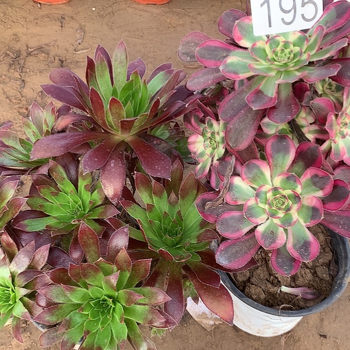 无花朵195孔雀老款➕香奈儿