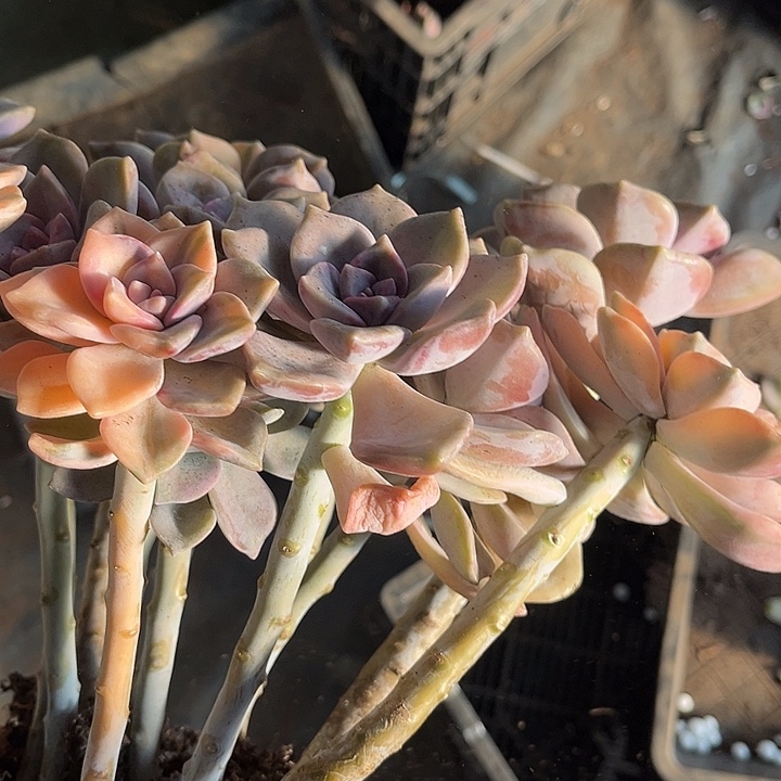 用***8紫乐景58号多肉植物精品