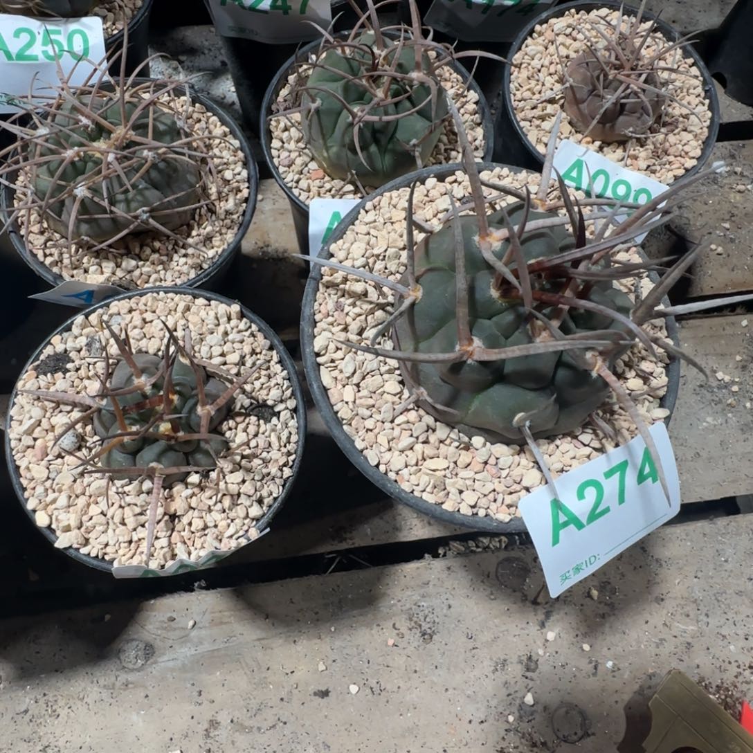 改***ζ摩天龙 实生仙人球272 274