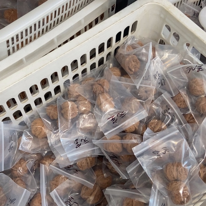 吊坠文玩核桃元宝瑕疵