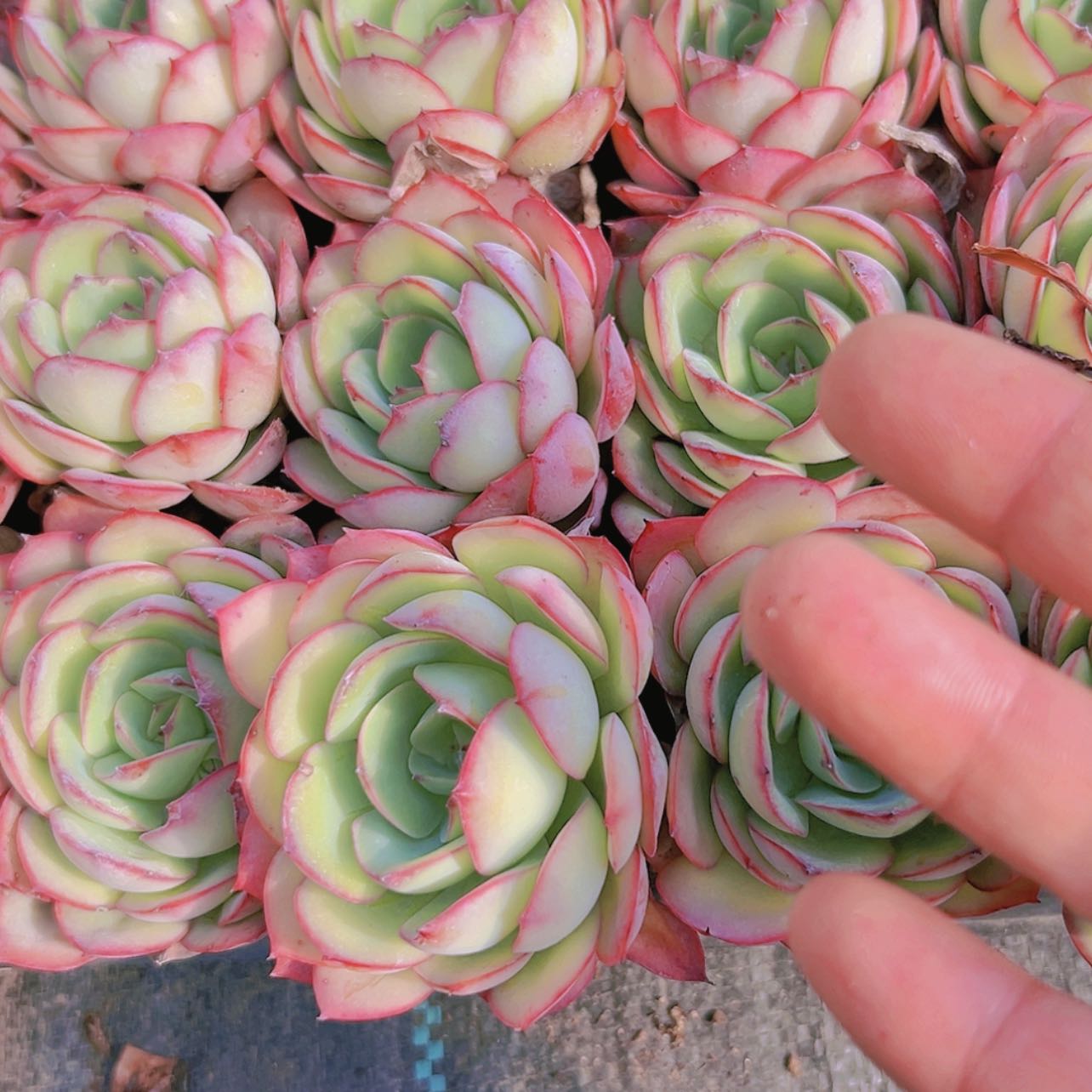 【闪购商品】3盆牡丹亭