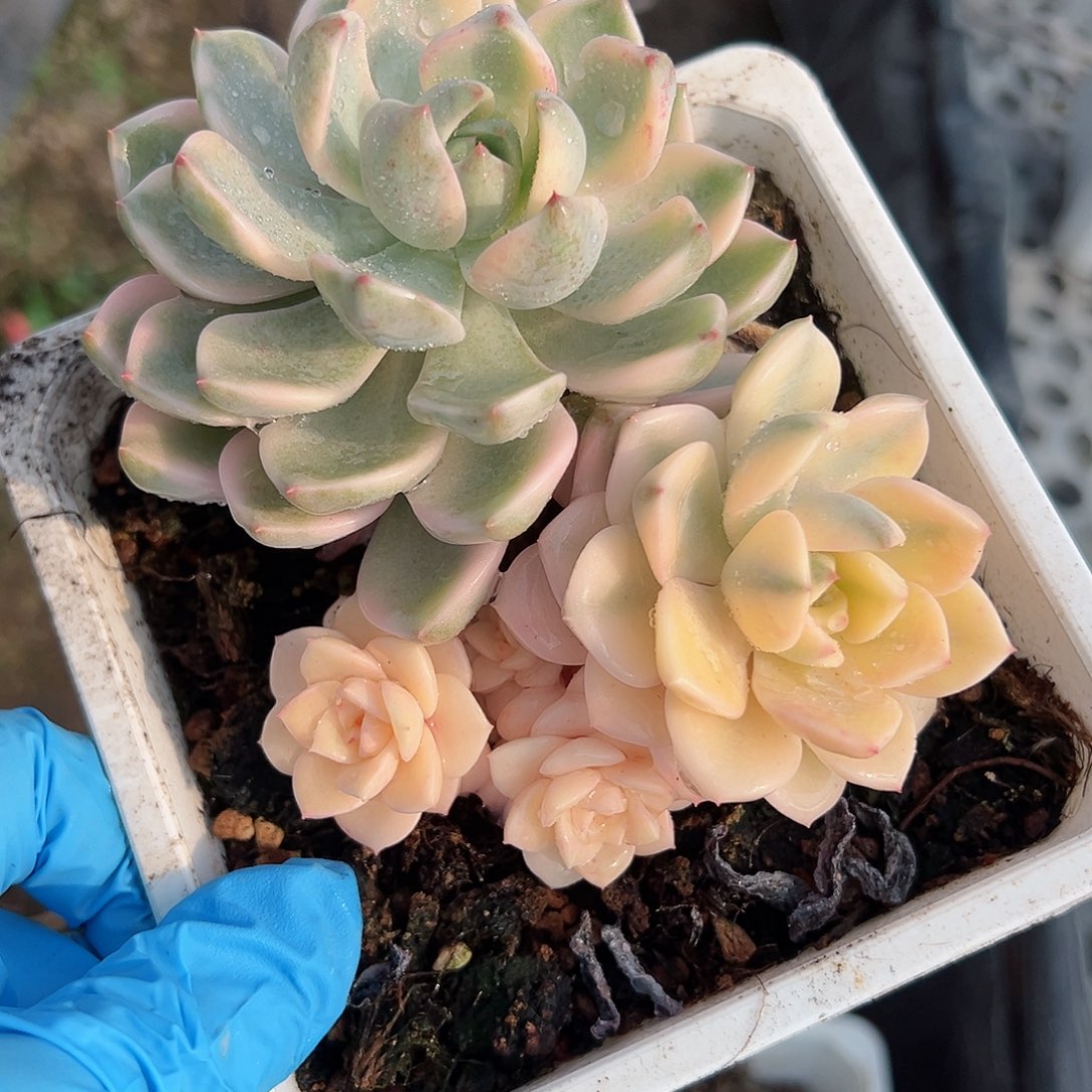 红粉佳人锦底座，带宽覆轮锦头