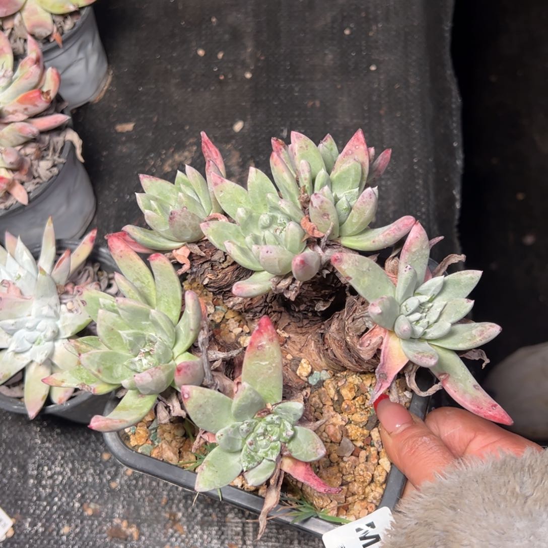 709哈哈哈哈哈哈哈哈多肉