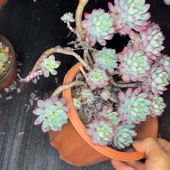 蓝苹果535 多肉植物一物一拍