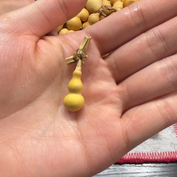 王*豆王甜豆的一把草泥金葫芦