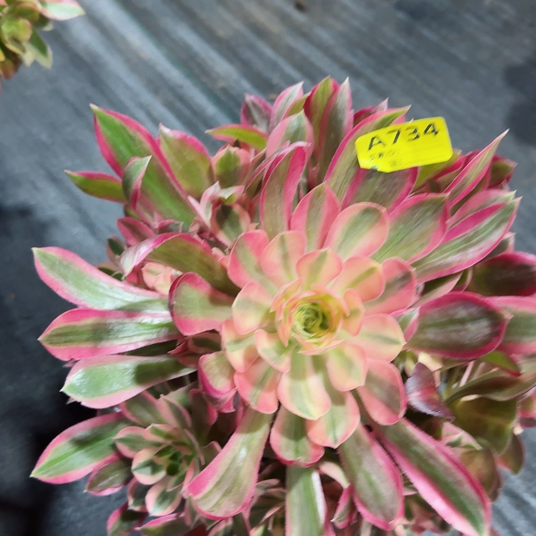 女神734多肉多肉