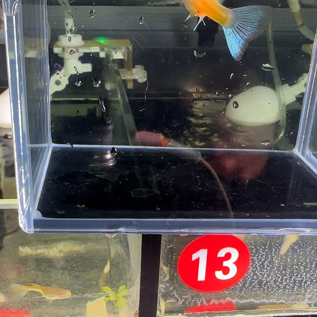 孔雀鱼蓝白欧翼飞船一对