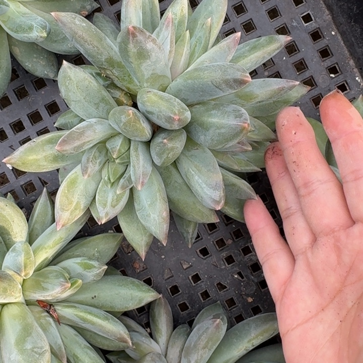 重楼群多肉植物绿植