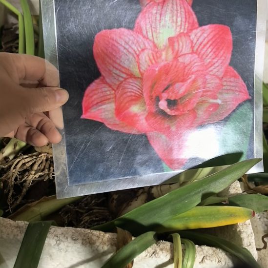 当前无花栽培后可以开花敦煌5厘米裸根球