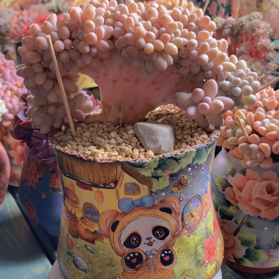 汤圆自然小树无砍