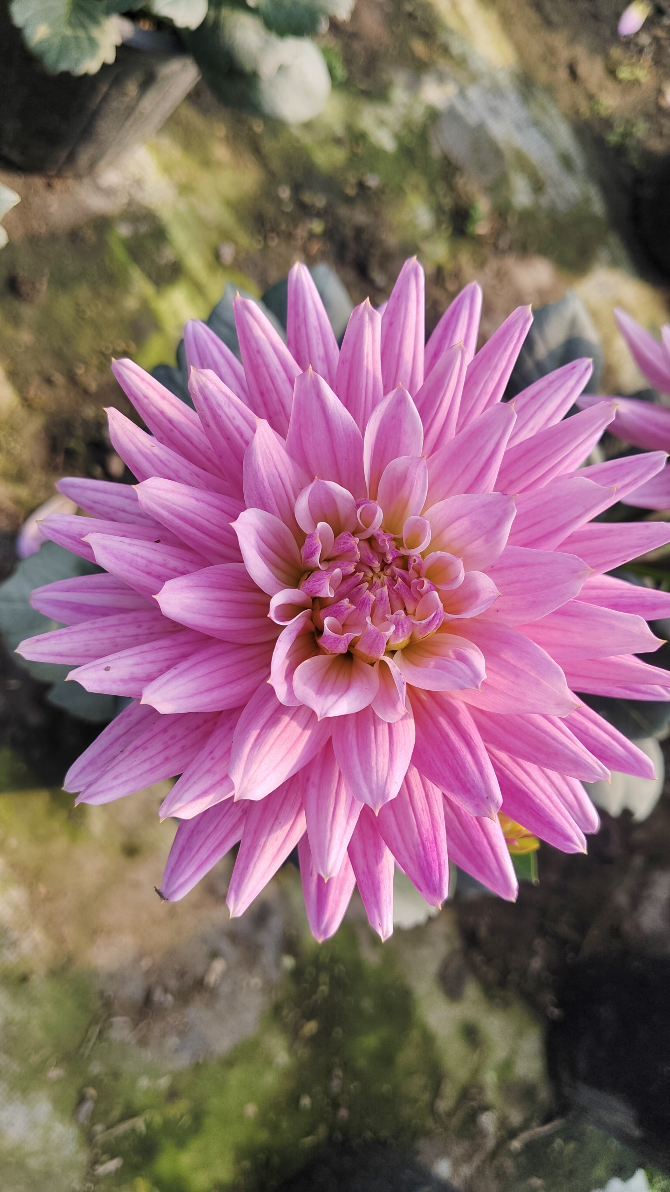 [可乐娜]重瓣大丽花 原盆原土带花苞发货 多年生球根花卉