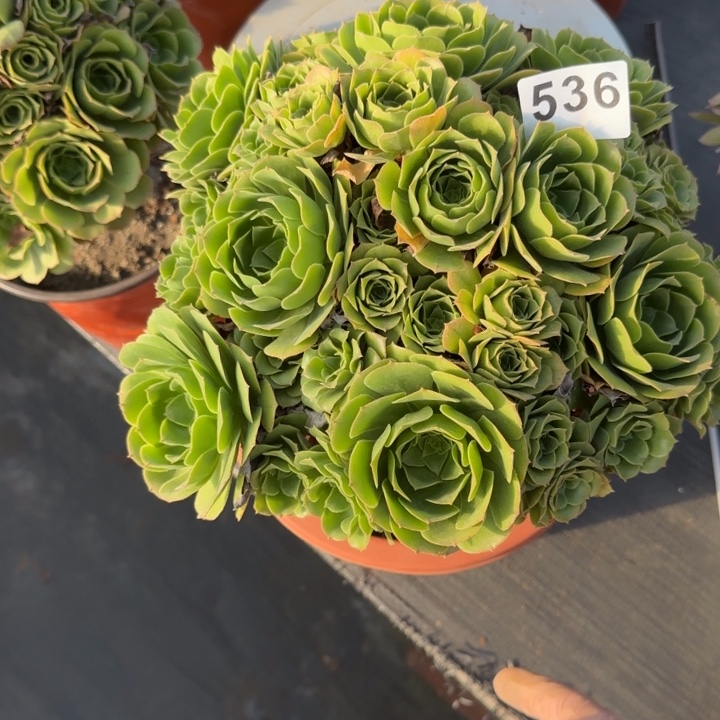多肉植物绿朵朵536