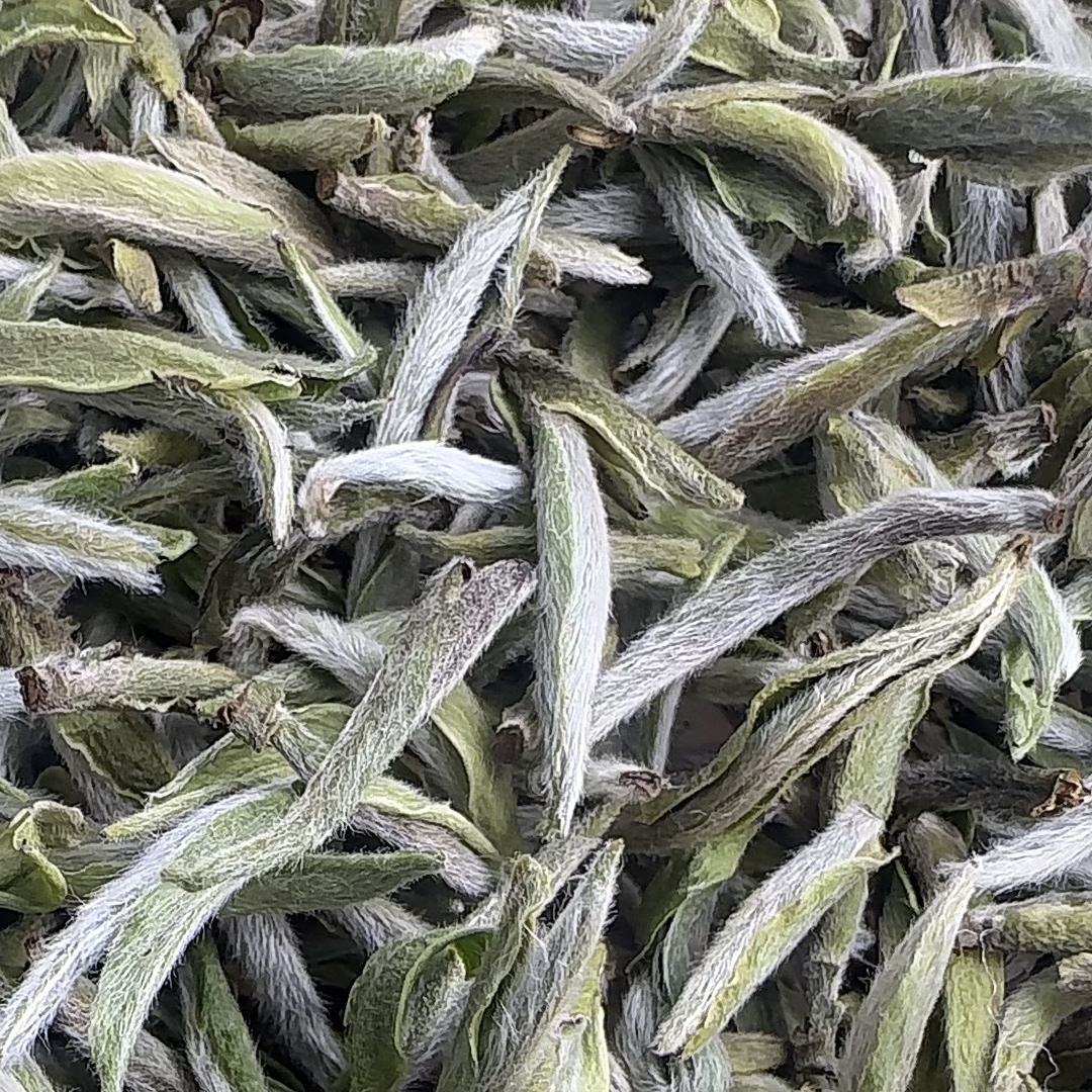 2025年福鼎白茶荒野老树首芽银针春茶高山茶云雾茶磻溪茶散茶盒装
