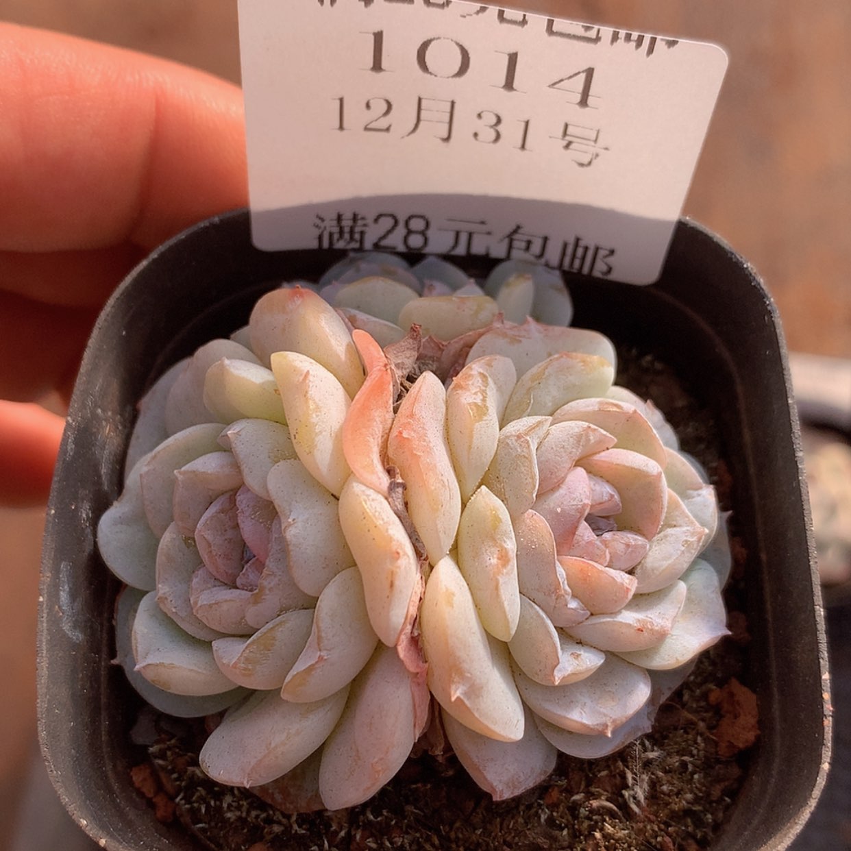 【闪购商品】云1014号