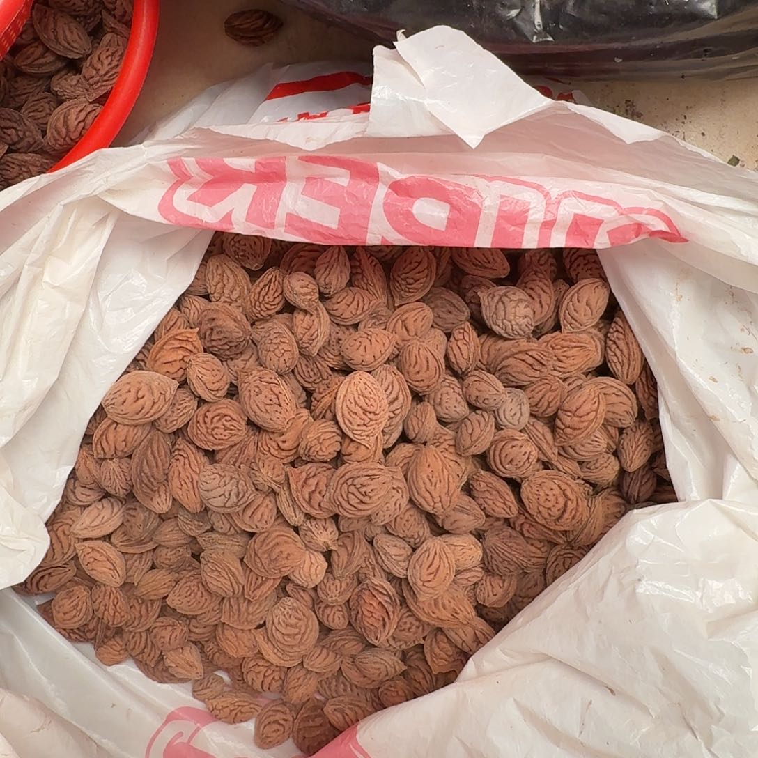 散装野生桃核4斤多特价处理