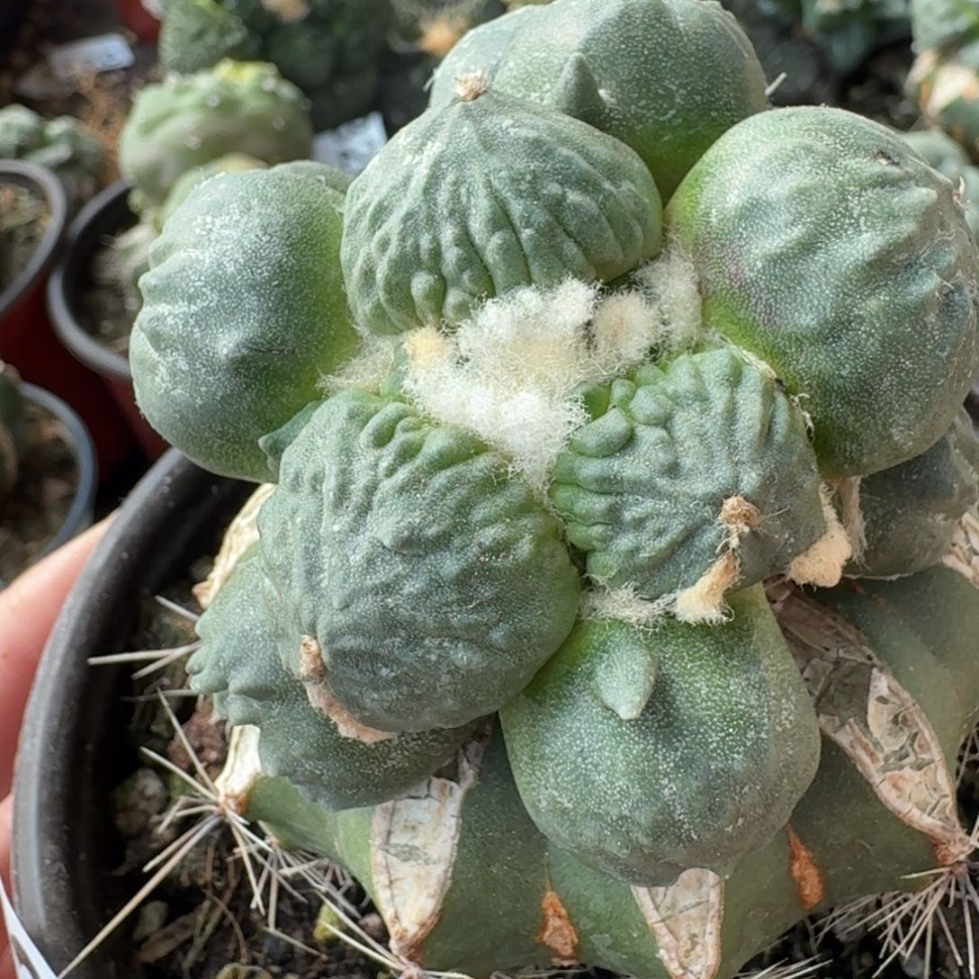 【闪购商品】苗接大型蛋尤怒涛338