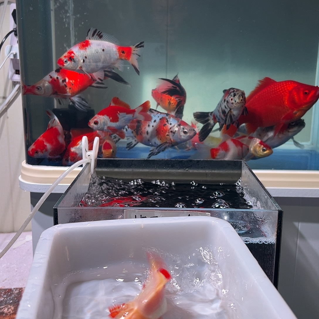光***唐海水观赏鱼福利多多啊