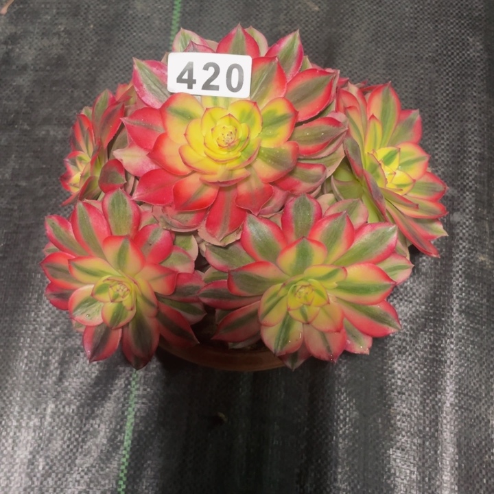 美**丫420老庄多肉法师倾城