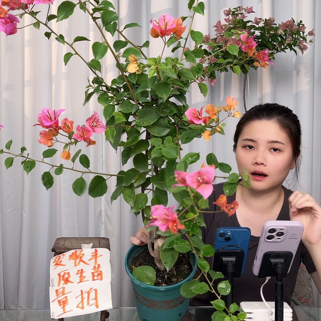 当前无花栽培后可以开花越南混音带竹一颗