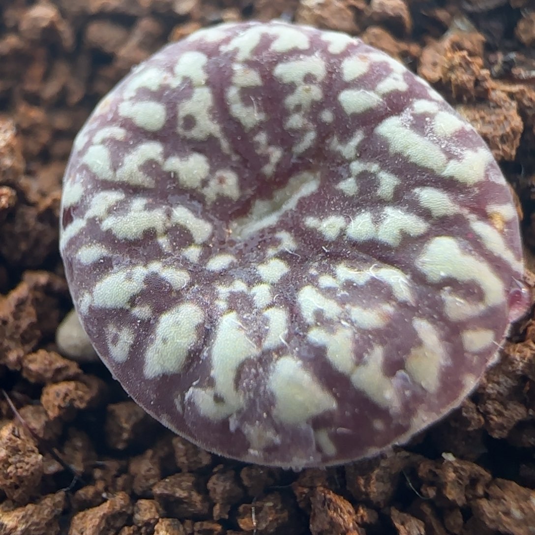 1.24号多肉超墨一颗5号