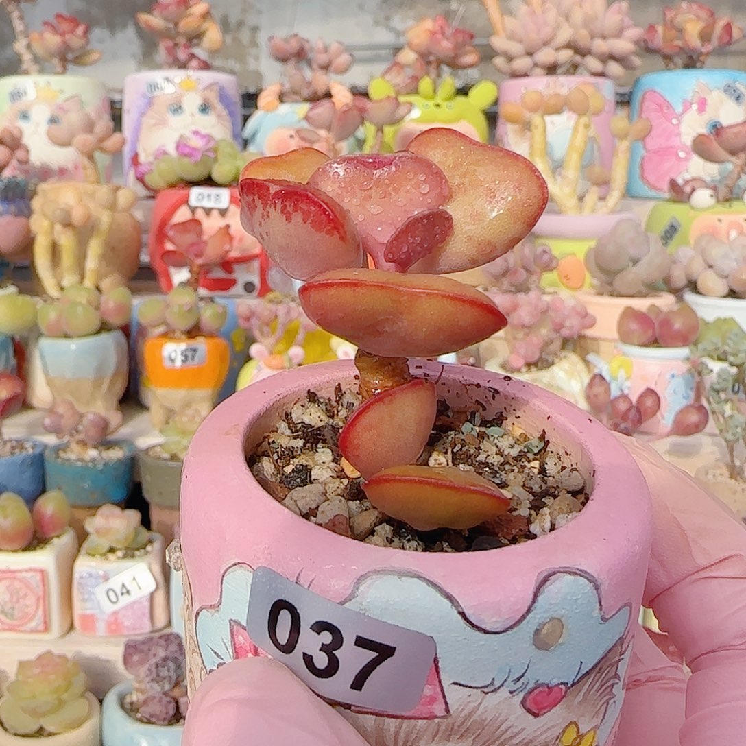 双头爱心 盆口4cm