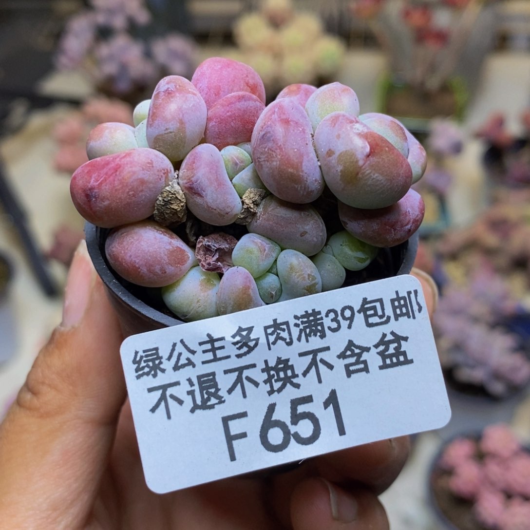 651小团子多肉4cm