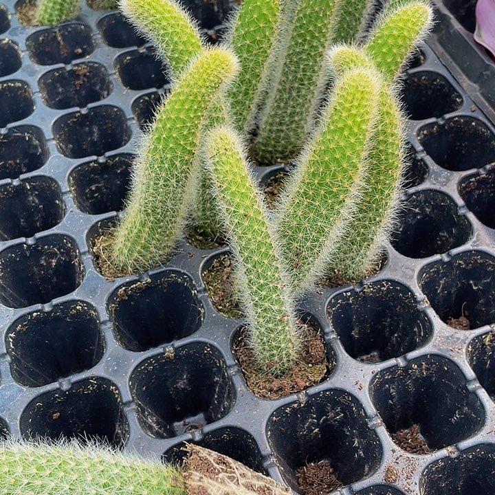 九尾狐1元带土发货