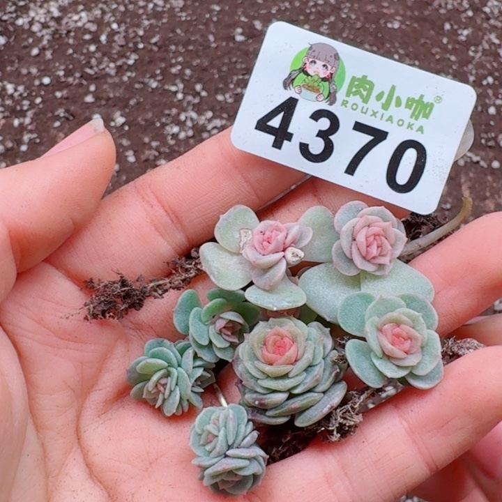 奶***葵多肉植物多肉植物