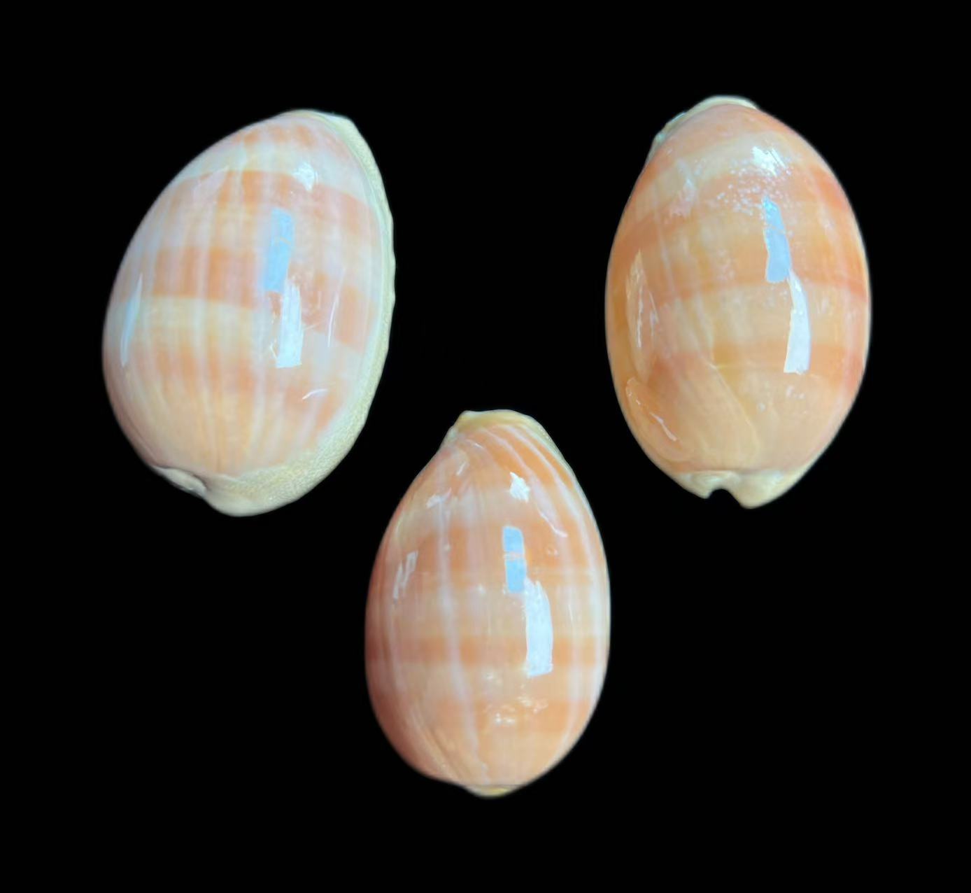 天然贝壳紫口宝螺稀有收藏鱼缸水族造景装饰馈赠礼品