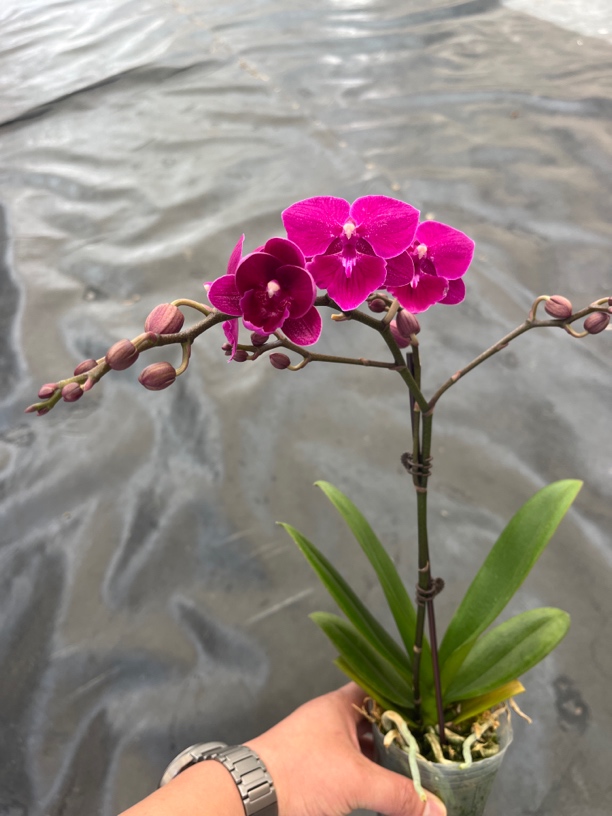 鲜花《麦芽糖》蝴蝶兰云南源头基地直发