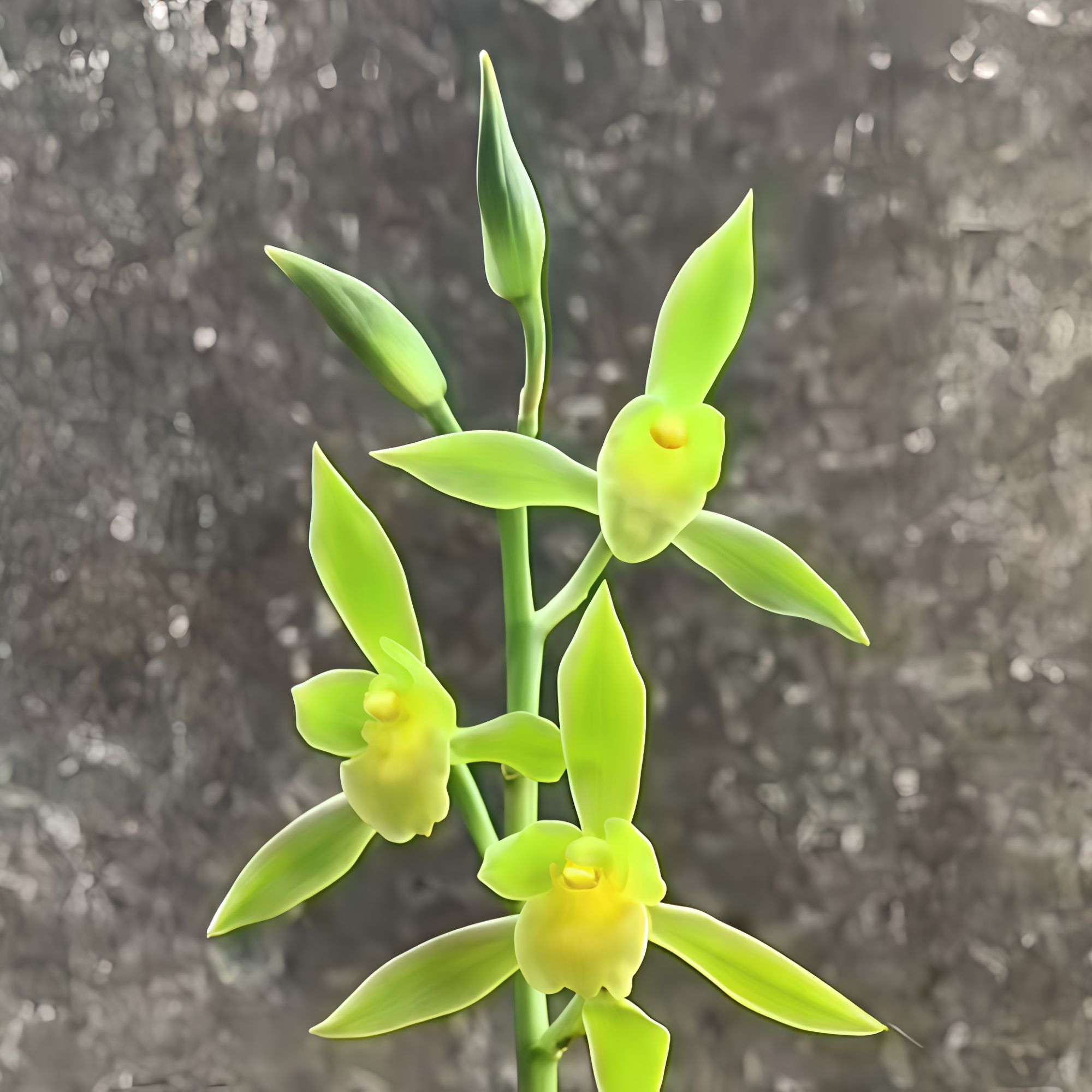 【茶城榜素】秋榜素花 山区自然苗阳台养兰易养活