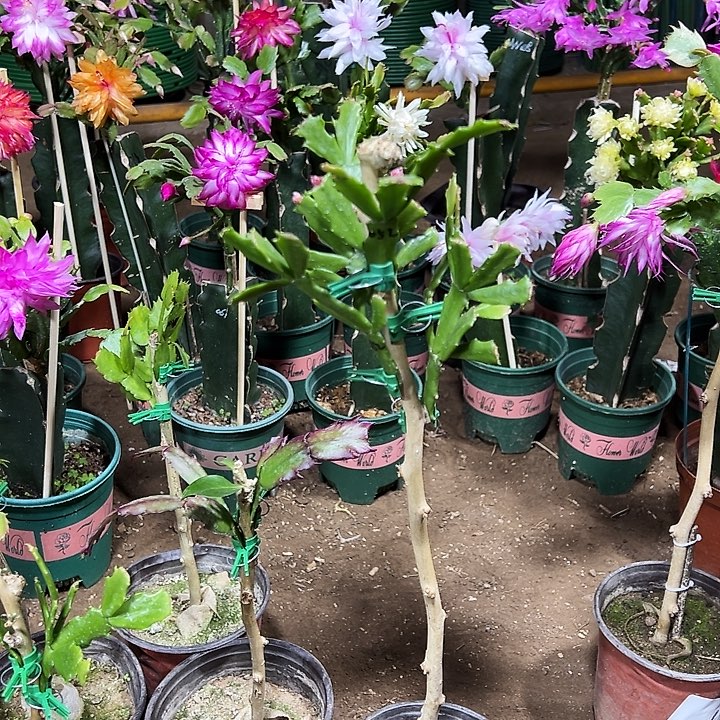 学***惜叶仙嫁接一层052一颗带花架编号125