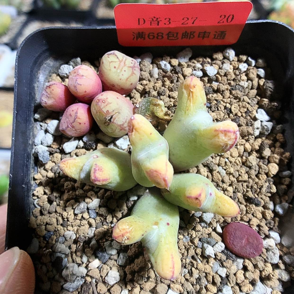 【闪购商品】3-27-20 组合一盆 68