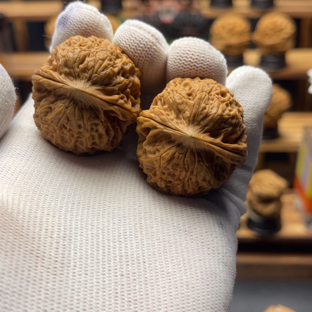 涵***浩核桃35mm金龟子 一物一图