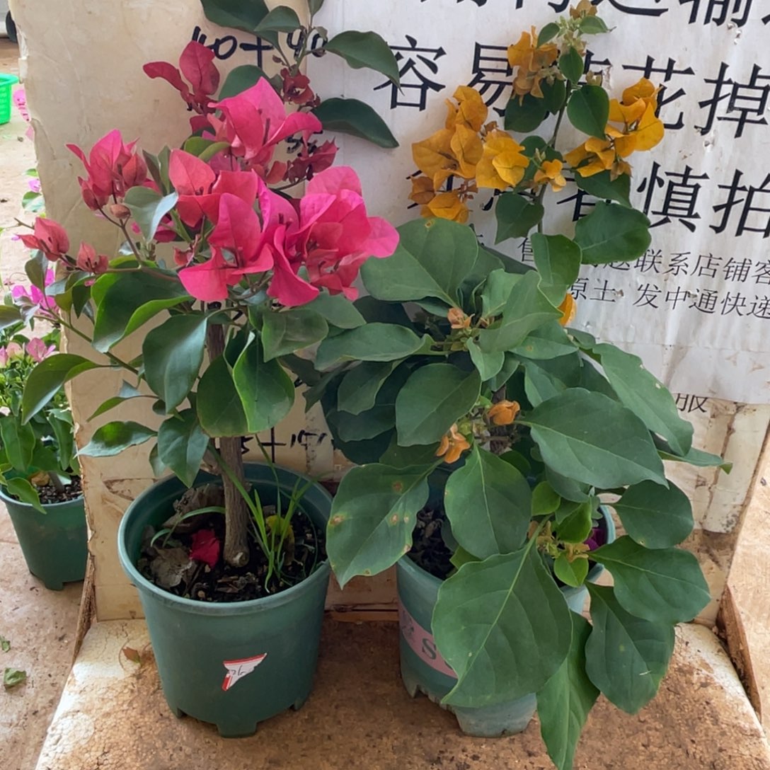 当前无花栽培后可以开花1-7578